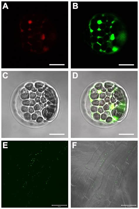 Atkea Is Localized To Golgi In Arabidopsis A B C And D The