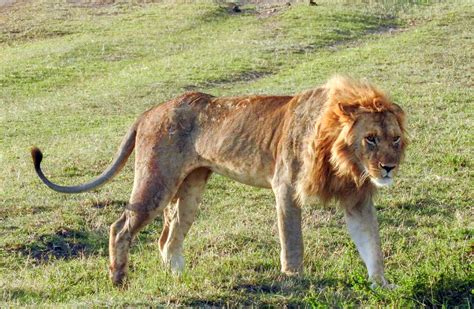 Young Lion Severely Injured By Another Lion And Beginning To Starve