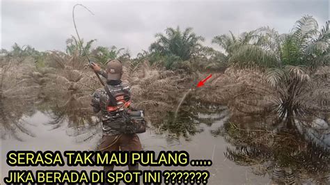 Mudah Nya Mancing Ikan Gabus Saat Air Mulai Surut Casting Ikan Gabus