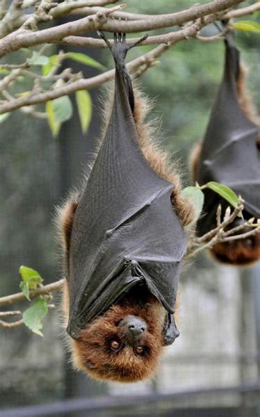 オキナワオオコウモリ Okinawa Flying Fox Japaneseclassjp