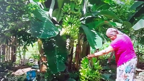 Como plantar banana para produzir cacho grande a prática de plantar