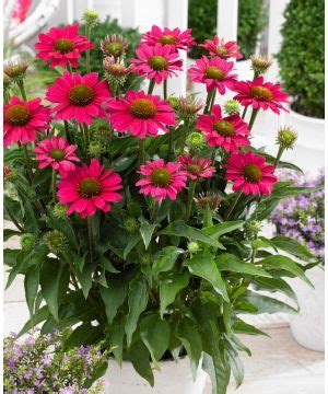 Buy Rare Unusual Exciting Plants Hayloft Echinacea