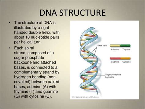 Dna Structure And Function Diamsay Mendoza