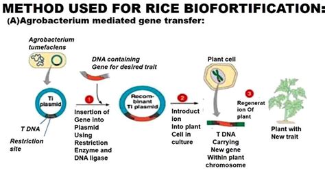 Zinc Biofortification In Rice Oryza Sativa L Intechopen