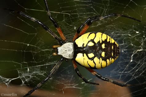 Black And Yellow Garden Spider Size