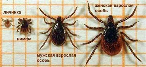 Как выглядят клещи | DEZ-CENTR - Дезинфекция / Дератизация ...