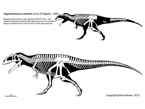 Image - Giganotosaurus - 1(Skeletal(Scott Hartman)).jpg - Prehistory Wiki