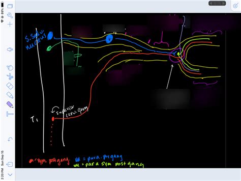 Pterygopalatine ganglion diagram Diagram | Quizlet