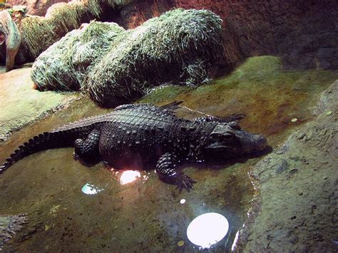 Picture 9 of 9 - Dwarf Crocodile (Osteolaemus Tetraspis) Pictures ...