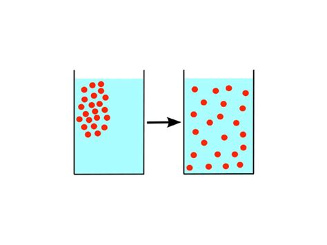 Diffusion And Osmosis Equilibrium Ppt Download