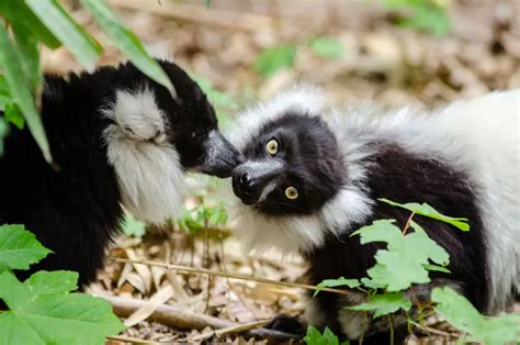 Black-and-White Ruffed Lemur - Facts, Diet, Habitat & Pictures on ...