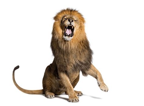 1 314 Adult Lion Sitting Images Stock Photos 3D Objects Vectors