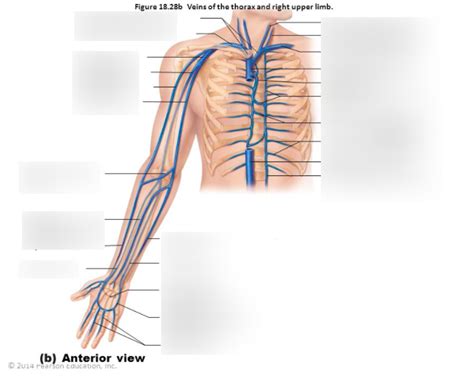 Veins Of The Upper Limb Diagram Quizlet