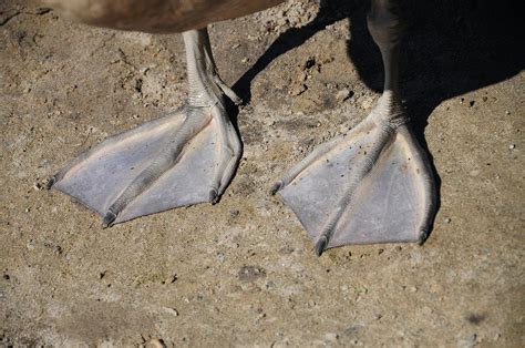 Duck Feet Underwater Photos, Download The BEST Free Duck Feet
