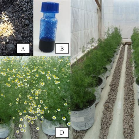 Pdf Colheita Secagem E Armazenamento Das Plantas Medicinais