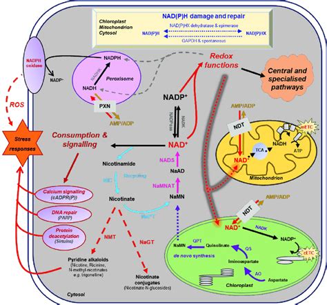 30: Basics of nicotinamide adenine dinucleotide (NAD + ) metabolism in... | Download Scientific ...