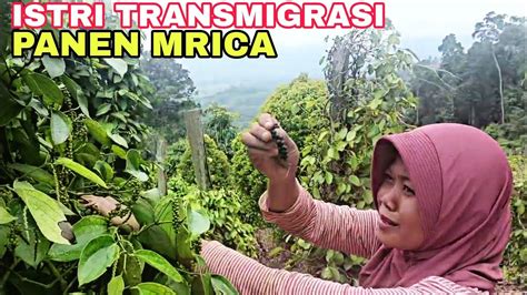 Aktifitas Ibu Fitri Di Transmigrasi Mahalona Youtube