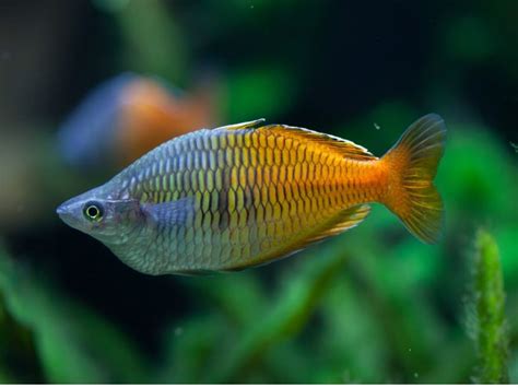 Poisson Arc En Ciel Caractéristiques Et Soins