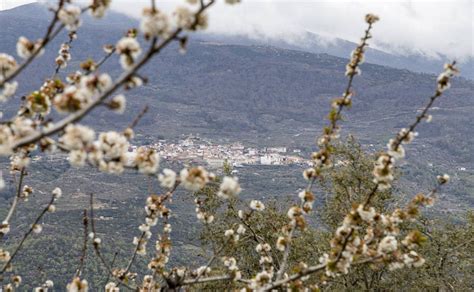 Cerezo en Flor 2023 Las fechas de la Fiesta de Interés Turístico