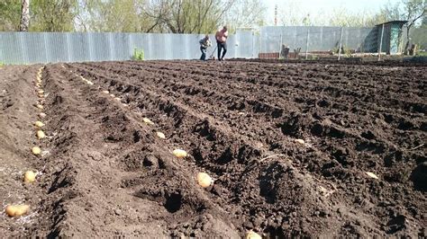 Ziemniaki Lilly opis odmiany zdjęcia recenzje smaku i cechy plonu