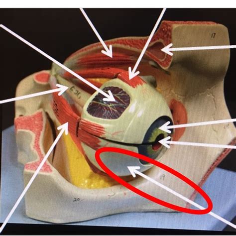 Bio 142 LAB Quiz 1 Eye Model E20 Inside Eye Flashcards Quizlet