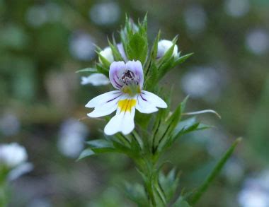 Eyebright: Pictures, Flowers, Leaves & Identification | Euphrasia ...