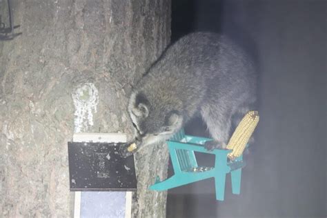 How To Keep Raccoons Out Of Deer Corn Support Wild