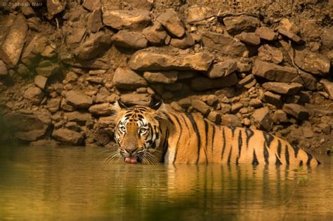 Tadoba Jungle Safari Wildtrails Recent Sightings