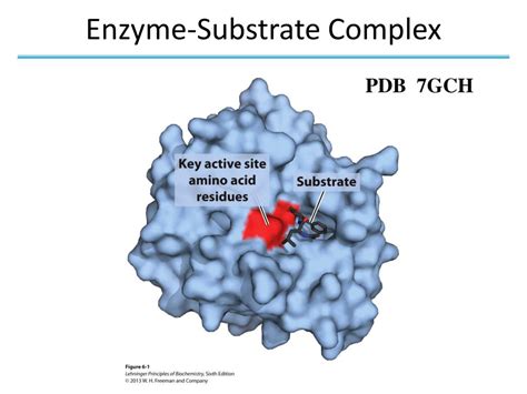 Enzyme And Substrate Complex