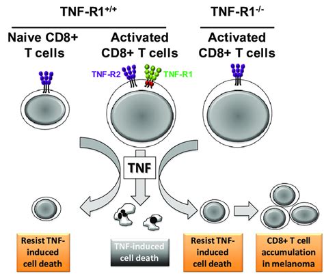 Tnf Triggers Tnf R1 Dependent Cell Death Of Activated Cd8 T Cells