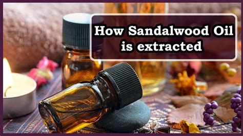 Watch The Full Video To Know How Sandalwood Oil Is Extracted Youtube