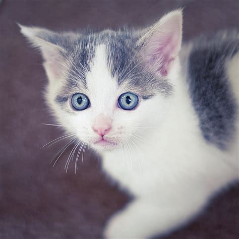 Tiny White And Grey Kitten Looking Up Photograph by Cindy Prins