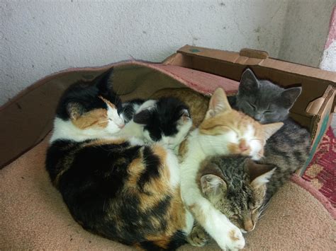 Not A Meme Just My 5 Cats Sleeping Together ♥ Rpewdiepiesubmissions