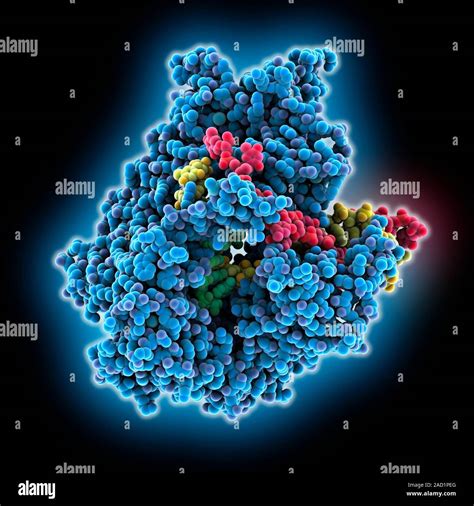 La transcripción del ADN Modelo molecular de la enzima RNA polimerasa