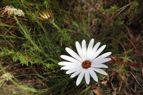 African Plants A Photo Guide Dimorphotheca Nudicaulis L Dc