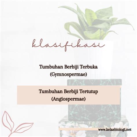 Kenalan Dengan Spermatophyta Tumbuhan Berbiji Paling Sempurna