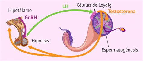 Función De La Lh En La Espermatogénesis