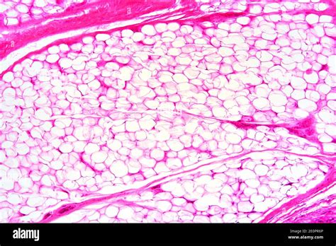 Adipose Tissue Under Microscope