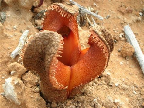 Hydnora africana l Fascinating - Our Breathing Planet