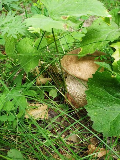 Premium Photo Cep Mushroom Grow In Forest Glade Beautiful Autumn