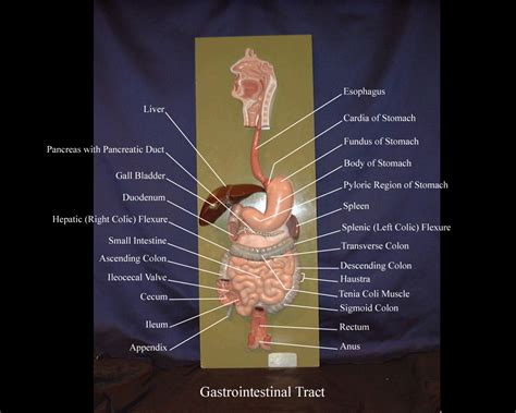 Digestive System Anatomy Model Labeled