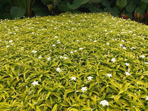 The White Rombusa Plant is an Ornamental Plant Originating from India, and Has Beautiful White ...