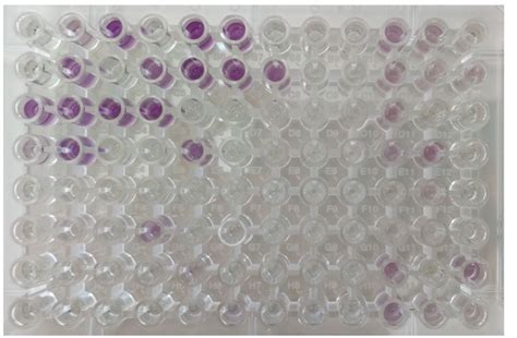representative gen iii microplate showing  metabolic fingerprint