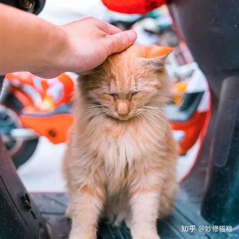 猫咪为什么总是把爪子搭在人身上？其实它想告诉你这些话 知乎