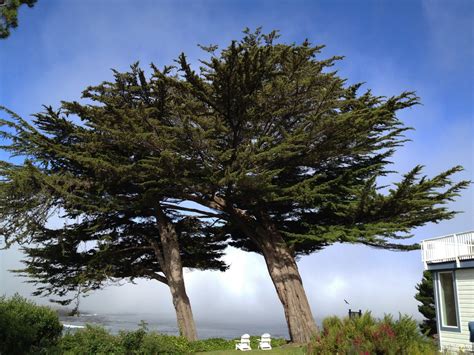 Hesperocyparis Macrocarpa Monterey Cypress North Carolina Extension