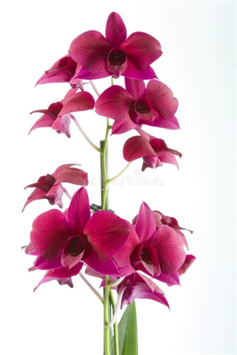 Purple dendrobium orchid stock image. Image of pink, white - 27013411