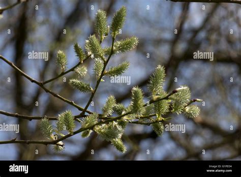 Goat Or Pussy Willow Salix Caprea Female Catkins Maturing Dioescious Tree Berkshire March
