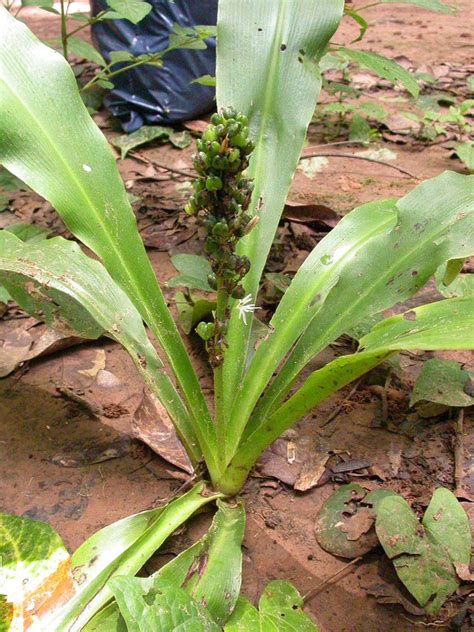 West African Plants A Photo Guide Chlorophytum Filipendulum Baker