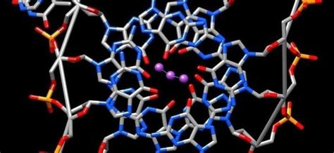 Unusual ‘Quadruple Helix’ Structure in DNA May Be Behind Rare Aging ...