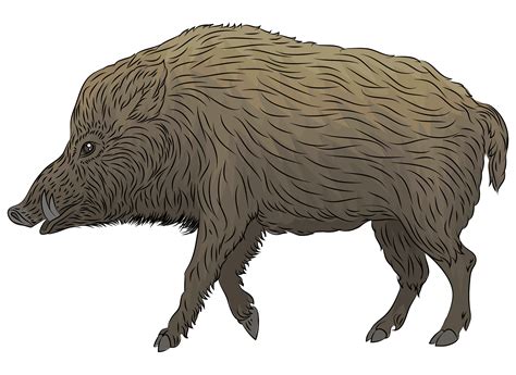 13200 Wild Boar Illustrations Royalty Free Vector Graphics Clip